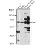 Western Blot - Anti-PGM3 Antibody (A90824) - Antibodies.com