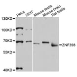 Western Blot - Anti-ZNF398 Antibody (A13778) - Antibodies.com