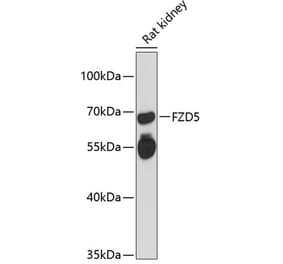 Western Blot - Anti-Frizzled 5 Antibody (A90827) - Antibodies.com