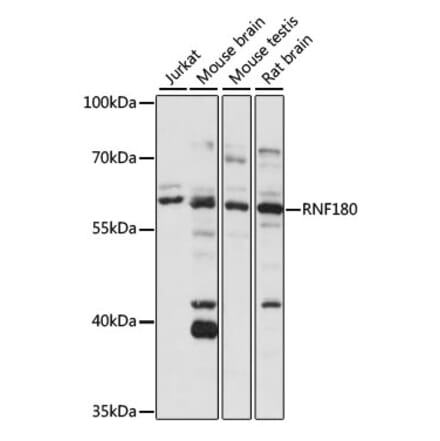 Western Blot - Anti-RNF180 Antibody (A90828) - Antibodies.com