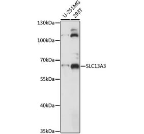 Western Blot - Anti-NaDC-3 Antibody (A90829) - Antibodies.com
