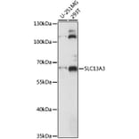 Western Blot - Anti-NaDC-3 Antibody (A90829) - Antibodies.com