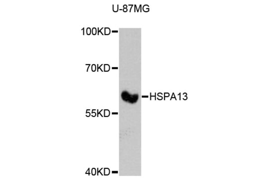 Western Blot - Anti-HSPA13 Antibody (A4132) - Antibodies.com