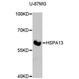 Western Blot - Anti-HSPA13 Antibody (A4132) - Antibodies.com