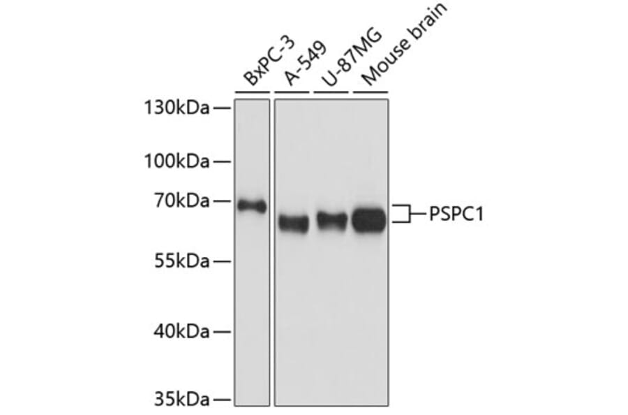 Western Blot - Anti-PSPC1 Antibody (A90831) - Antibodies.com
