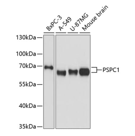 Western Blot - Anti-PSPC1 Antibody (A90831) - Antibodies.com