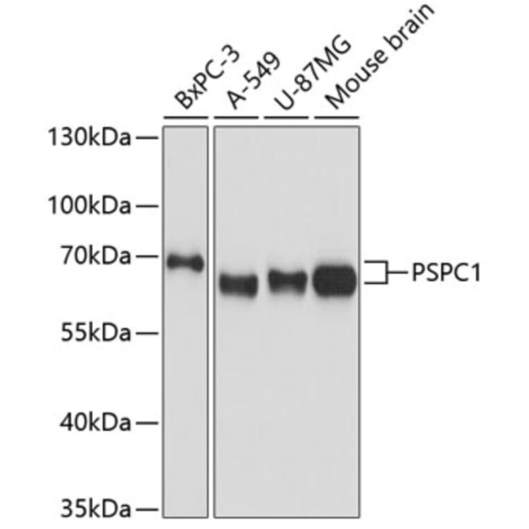 Western Blot - Anti-PSPC1 Antibody (A90831) - Antibodies.com