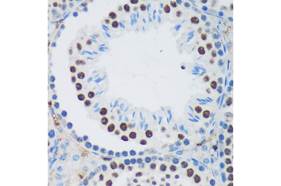 Immunohistochemistry - Anti-PSPC1 Antibody (A90831) - Antibodies.com