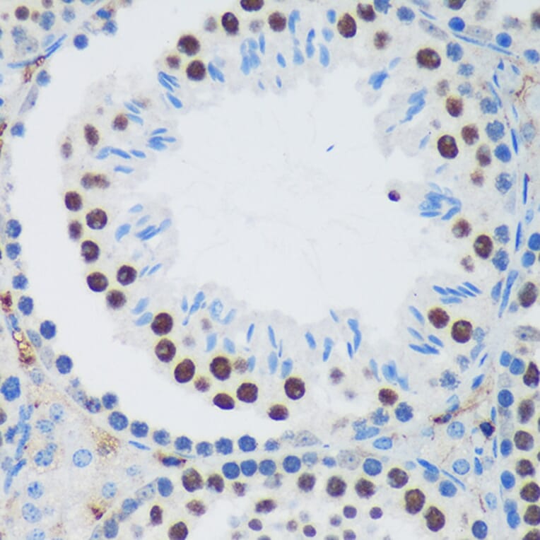 Immunohistochemistry - Anti-PSPC1 Antibody (A90831) - Antibodies.com