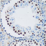 Immunohistochemistry - Anti-PSPC1 Antibody (A90831) - Antibodies.com