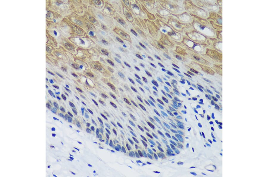 Immunohistochemistry - Anti-PSPC1 Antibody (A90831) - Antibodies.com