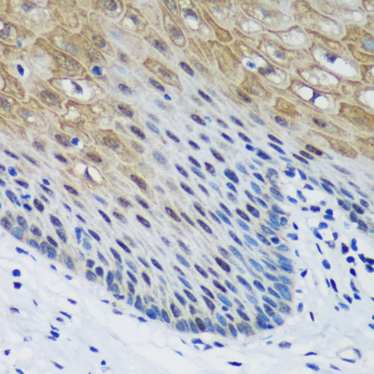 Immunohistochemistry - Anti-PSPC1 Antibody (A90831) - Antibodies.com