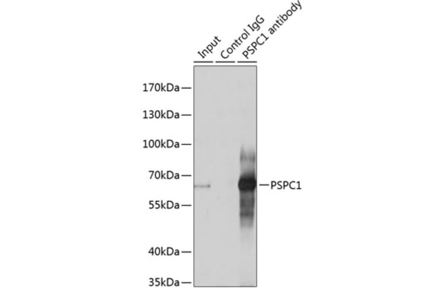 Western Blot - Anti-PSPC1 Antibody (A90831) - Antibodies.com