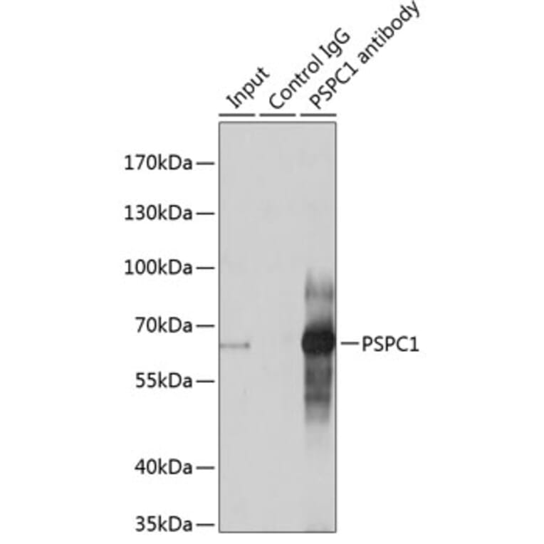 Western Blot - Anti-PSPC1 Antibody (A90831) - Antibodies.com