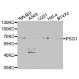 Western Blot - Anti-PSG1 Antibody (A13533) - Antibodies.com