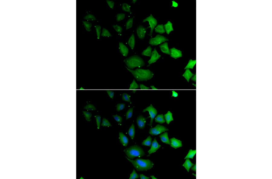 Immunofluorescence - Anti-PSG1 Antibody (A13533) - Antibodies.com