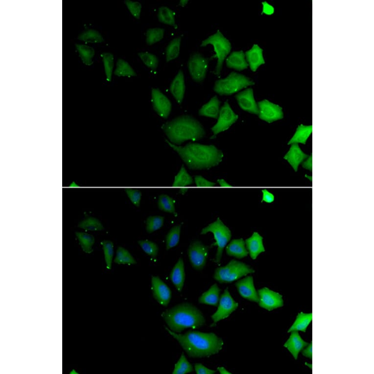 Immunofluorescence - Anti-PSG1 Antibody (A13533) - Antibodies.com