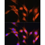 Immunofluorescence - Anti-Coatomer subunit delta/COPD Antibody (A90834) - Antibodies.com