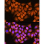 Immunofluorescence - Anti-Coatomer subunit delta/COPD Antibody (A90834) - Antibodies.com