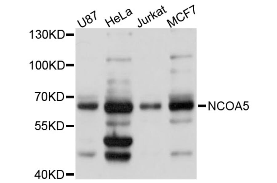 Western Blot - Anti-NCOA5 Antibody (A3476) - Antibodies.com