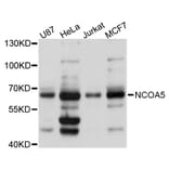 Western Blot - Anti-NCOA5 Antibody (A3476) - Antibodies.com
