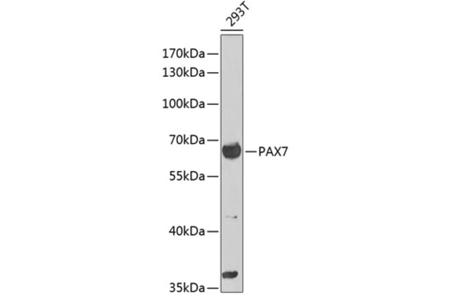 Western Blot - Anti-PAX7 Antibody (A12740) - Antibodies.com