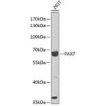 Western Blot - Anti-PAX7 Antibody (A12740) - Antibodies.com