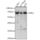Western Blot - Anti-PPIL4 Antibody (A90843) - Antibodies.com