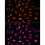 Immunofluorescence - Anti-PPIL4 Antibody (A90843) - Antibodies.com