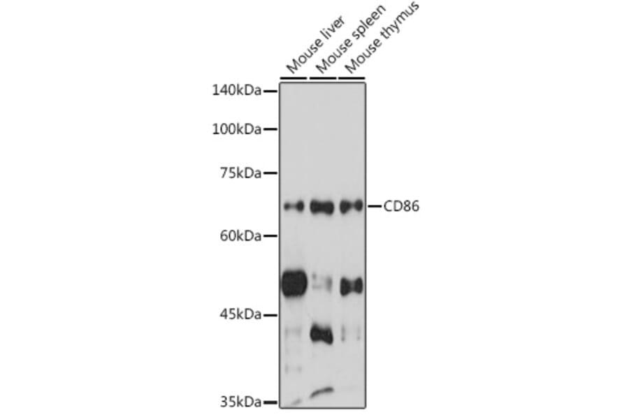 Western Blot - Anti-CD86 Antibody (A90844) - Antibodies.com