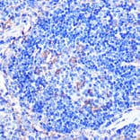 Immunohistochemistry - Anti-CD86 Antibody (A90844) - Antibodies.com