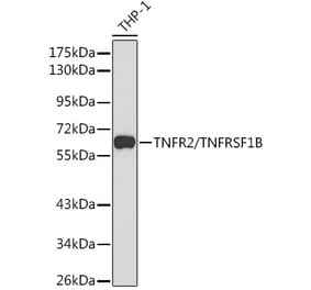Western Blot - Anti-TNF Receptor II Antibody (A90845) - Antibodies.com