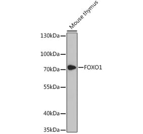Western Blot - Anti-FOXO1A Antibody (A90846) - Antibodies.com