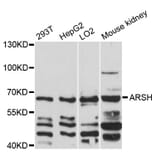 Western Blot - Anti-ARSH Antibody (A12664) - Antibodies.com