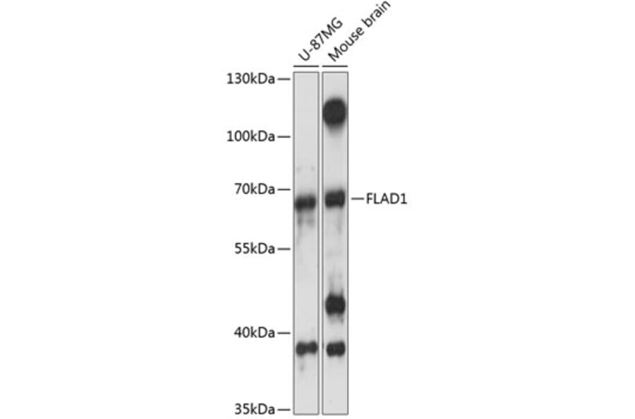 Western Blot - Anti-FLAD1 Antibody (A90849) - Antibodies.com