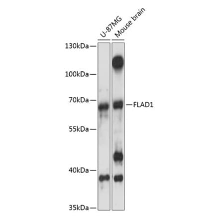 Western Blot - Anti-FLAD1 Antibody (A90849) - Antibodies.com