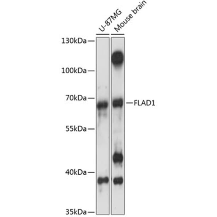 Western Blot - Anti-FLAD1 Antibody (A90849) - Antibodies.com