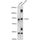 Western Blot - Anti-FLAD1 Antibody (A90849) - Antibodies.com