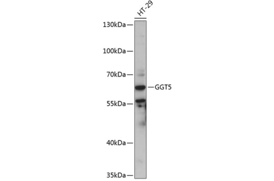 Western Blot - Anti-GGT5 Antibody (A90850) - Antibodies.com