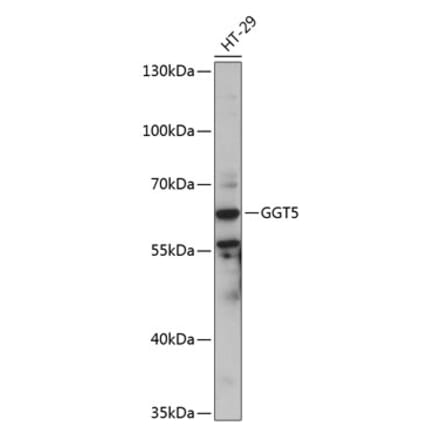 Western Blot - Anti-GGT5 Antibody (A90850) - Antibodies.com