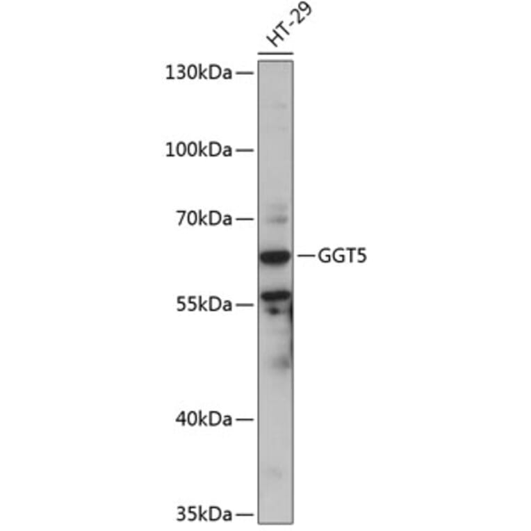 Western Blot - Anti-GGT5 Antibody (A90850) - Antibodies.com