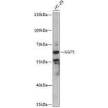 Western Blot - Anti-GGT5 Antibody (A90850) - Antibodies.com