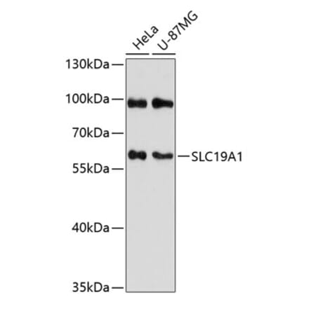 Western Blot - Anti-RFC Antibody (A90854) - Antibodies.com