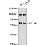 Western Blot - Anti-RFC Antibody (A90854) - Antibodies.com
