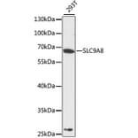 Western Blot - Anti-SLC9A8 Antibody (A12829) - Antibodies.com