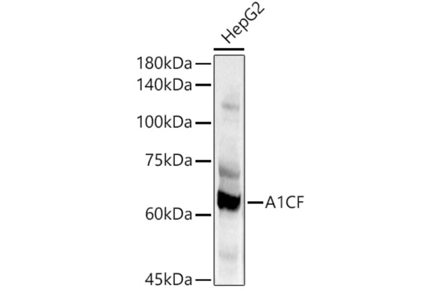 Western Blot - Anti-A1CF/ACF Antibody (A90856) - Antibodies.com
