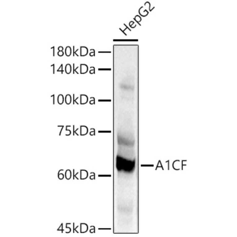 Western Blot - Anti-A1CF/ACF Antibody (A90856) - Antibodies.com