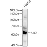 Western Blot - Anti-A1CF/ACF Antibody (A90856) - Antibodies.com