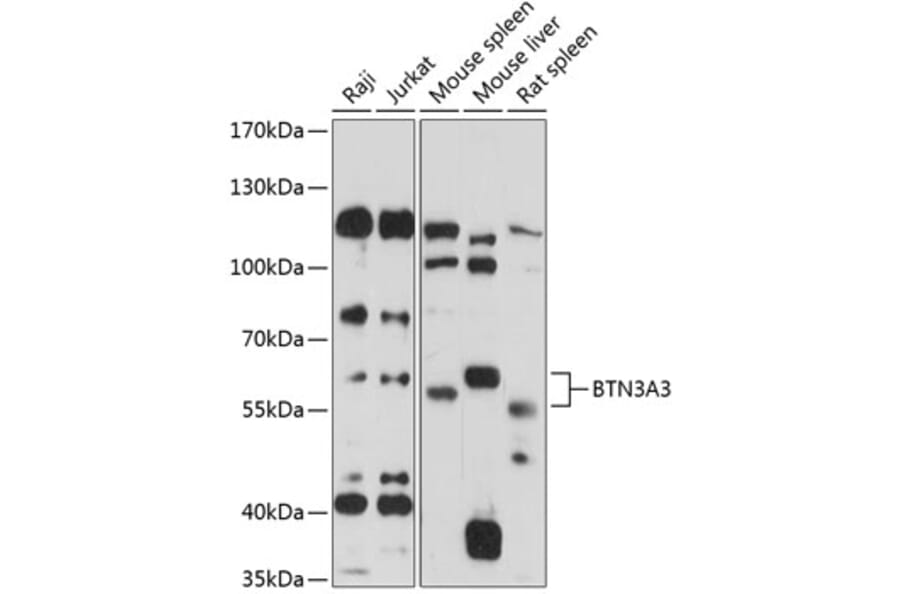 Western Blot - Anti-BTN3A3 Antibody (A90858) - Antibodies.com