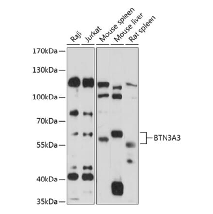 Western Blot - Anti-BTN3A3 Antibody (A90858) - Antibodies.com